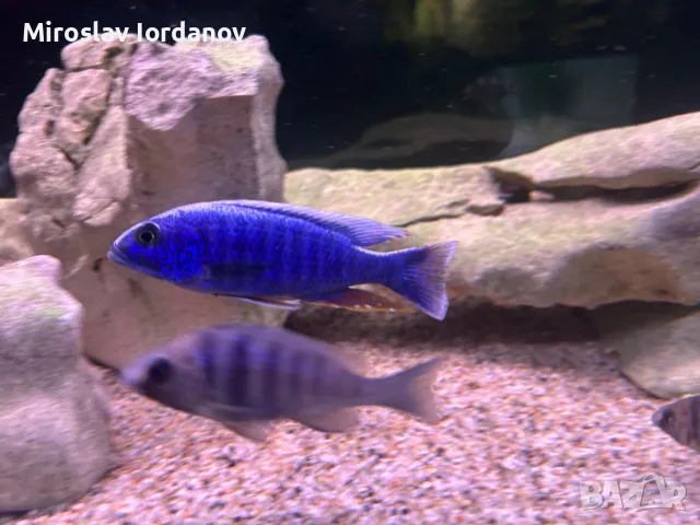 Sciaenochromis fryeri, снимка 1 - Рибки - 48443560