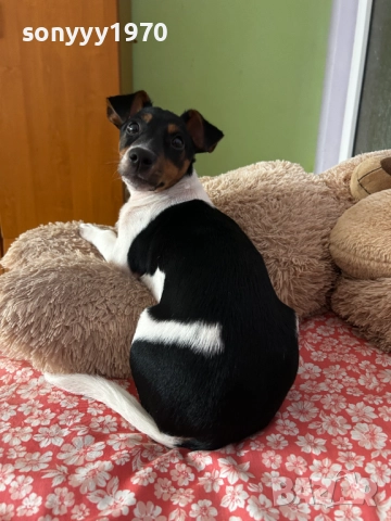 ДЖАК РЪСЕЛ-ЖЕНСКО КУТРЕ 2612250839, снимка 4 - Джак ръсел териер - 52901657