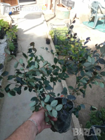 Лоропеталум/ Loropetalum - червен, снимка 5 - Разсади - 50963822