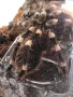 Тарантулa геникулатa женскa Acanthoscuria geniculata, снимка 1