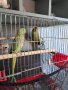 Двойка папагали малък Александър Намаление за месеца!, снимка 6