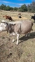 Продавам месодайна крава цена , снимка 1