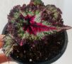 Begonia, снимка 1 - Стайни растения - 45118811