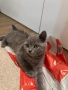 Британска късокосместа котка - мъжка, снимка 6