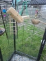 Клетка за Папагали или други птици., снимка 12
