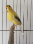 мъжко канарче Орфей, канар, снимка 3