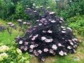 Черен бъз (Черна красавица) /Sambucus nigra Black Beauty/, снимка 1