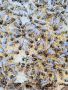 Пчелни майки и отводки , снимка 6