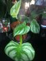 Philodendron Plowmanii Citrus , снимка 2