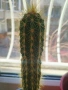 Продавам кактуси 3 броя, снимка 6