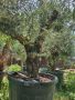Маслиново дърво за перфектният декор на вашата градина!!!, снимка 17