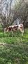 Млада стелна крава, снимка 1 - Крави - 45098598