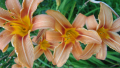 Хемерокалис (Hemerocallis), снимка 2