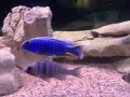 Sciaenochromis fryeri, снимка 1