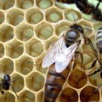 Продавам пчелни майки и отводки 2024, снимка 1 - За пчели - 45481043