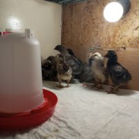 Продавам  пилета, снимка 7 - Кокошки и пуйки - 45471918
