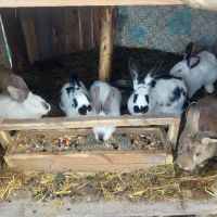 Зайци, снимка 4 - Други животни - 45162929
