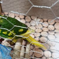 Какарики папагалчета, снимка 7 - Папагали - 45654851