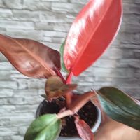 Филодендрон red, снимка 3 - Стайни растения - 45232936