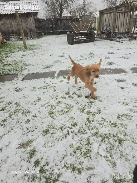 Koker Jenskisa 3 meseca , снимка 1