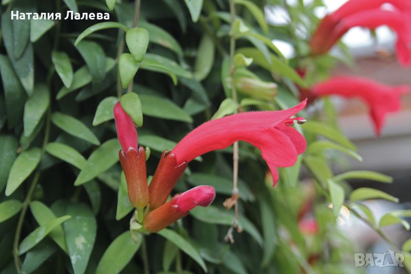 Есхинантус, Aeschynanthus Japhrolepis, снимка 1