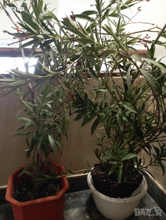 2 бр. олеандри/закуми/, снимка 1
