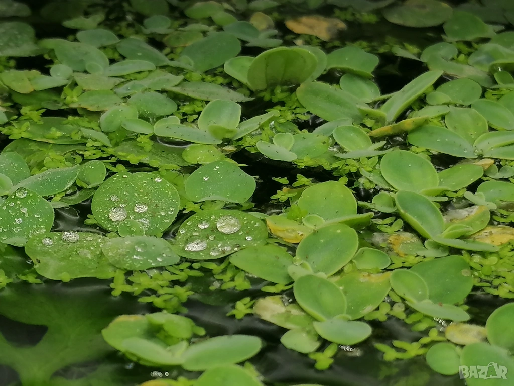 Продавам растения Пистия и други, снимка 1