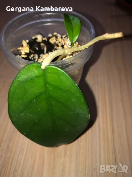 Hoya Dasyantha , снимка 1