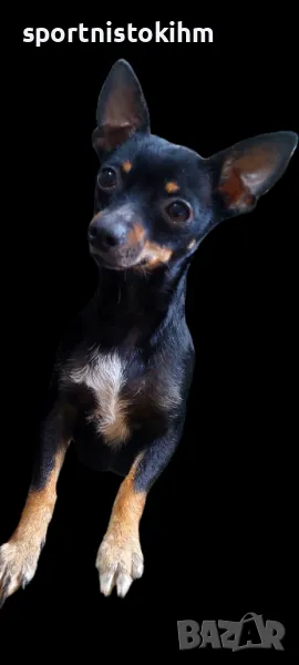 Мини пинчер свободно момче ( светлото) и момиче черно , снимка 1