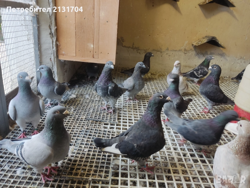Стандартни пощенски гълъби , снимка 1