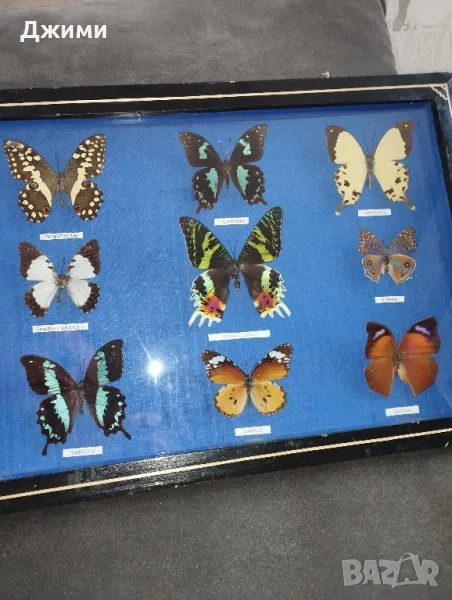 препарирани пеперуди, снимка 1