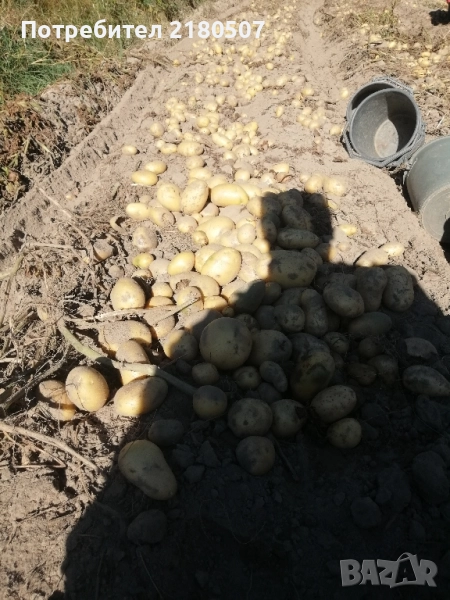 Картофи семе, снимка 1