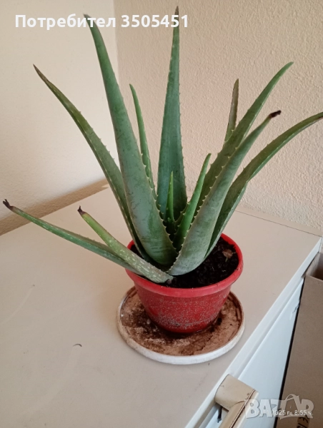 Лечебно алое вера , снимка 1