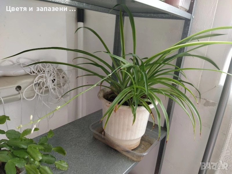 хлорофитум, снимка 1