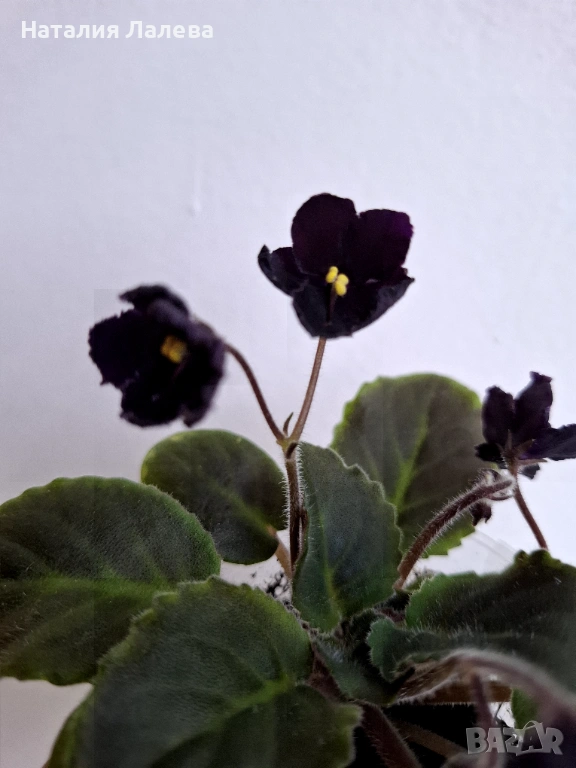 Мини сентполия, Mac's Toreador Trophy, снимка 1