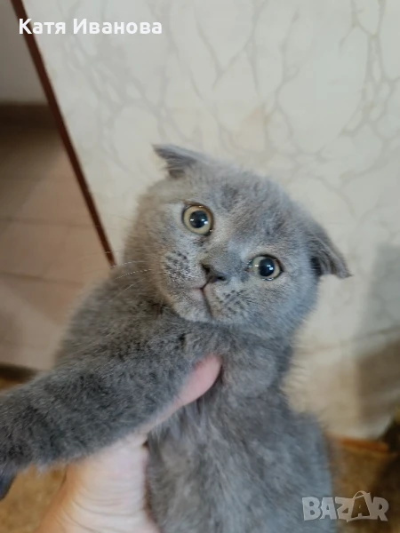  Клепоушко., снимка 1