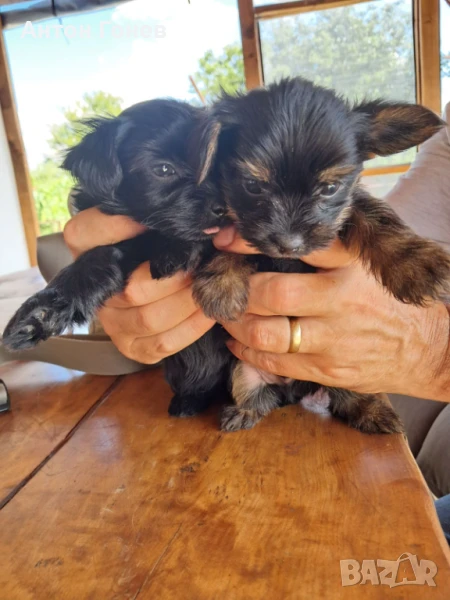 Йорки мини, снимка 1