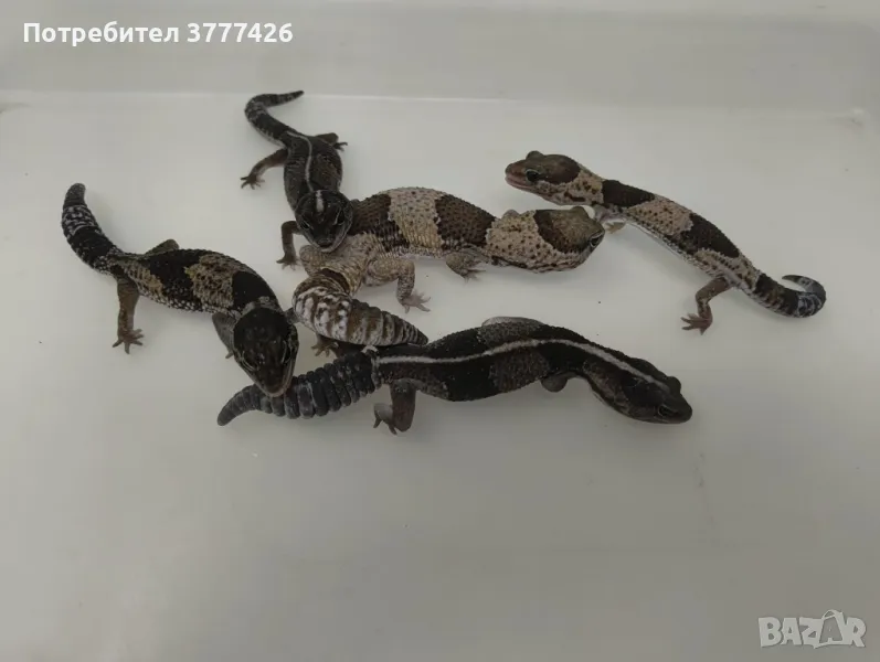 Дебелоопашат Гекон, снимка 1