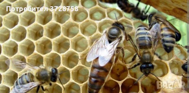Продавам пчелни майки и отводки 2024, снимка 1 - За пчели - 45481043
