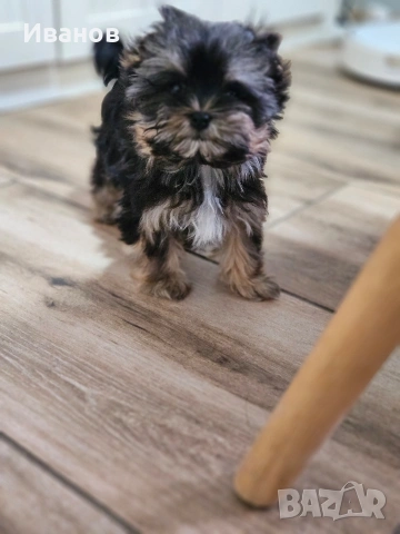 Йоркширски териер момиче