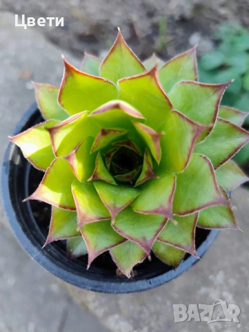 Продавам семпервивум 