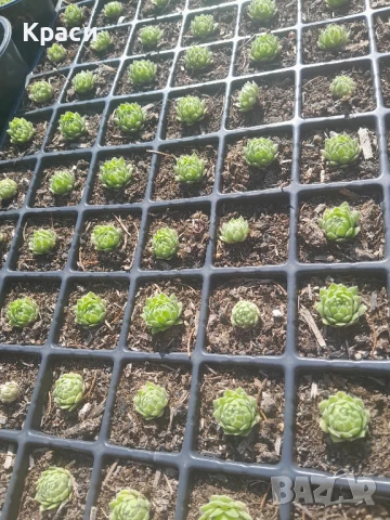 Расад  на седуми судоустойчиви различни видове., снимка 7 - Градински цветя и растения - 45583316