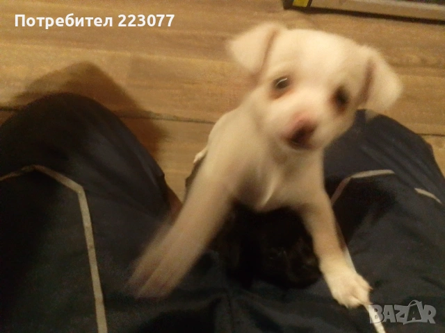 Пинчер, снимка 4 - Пинчер - 53012866