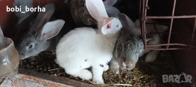 Зайци, снимка 6 - Други - 49785011