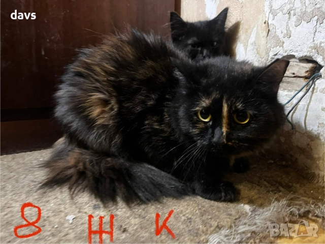 Спешно - Приемен / Постоянен дом за Домашни котки , снимка 2 - Други - 52507567