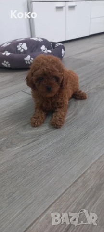 Той пудел/Тийкъп, снимка 6 - Пудели - 51938291