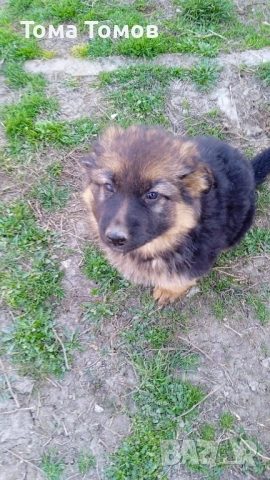 Чистокръвнa женска немскa овчаркa на 2 месеца 300 евро, снимка 2 - Немска овчарка - 53839044