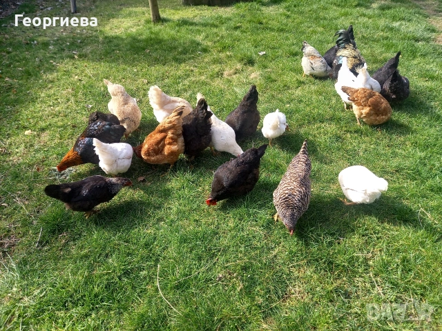 Продавам кокошки , снимка 3 - Кокошки и пуйки - 53682981