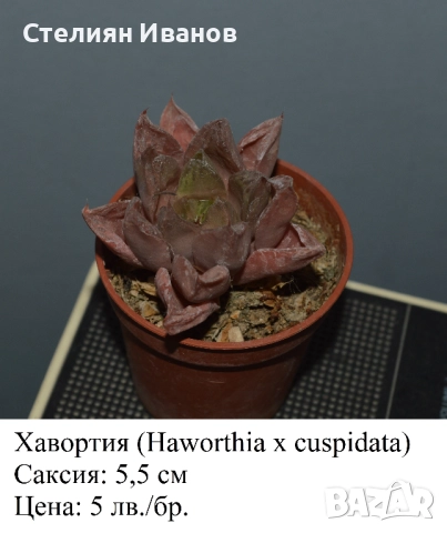 Сукуленти - алое, астролоба, хавортия, гастерия и гастералое,, снимка 4 - Стайни растения - 51468494