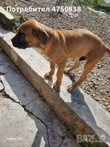 Продавам кане корсо на 3 месеца има ваксини ще напусна бг и за това го продавам, снимка 4 - Кане корсо - 53655236